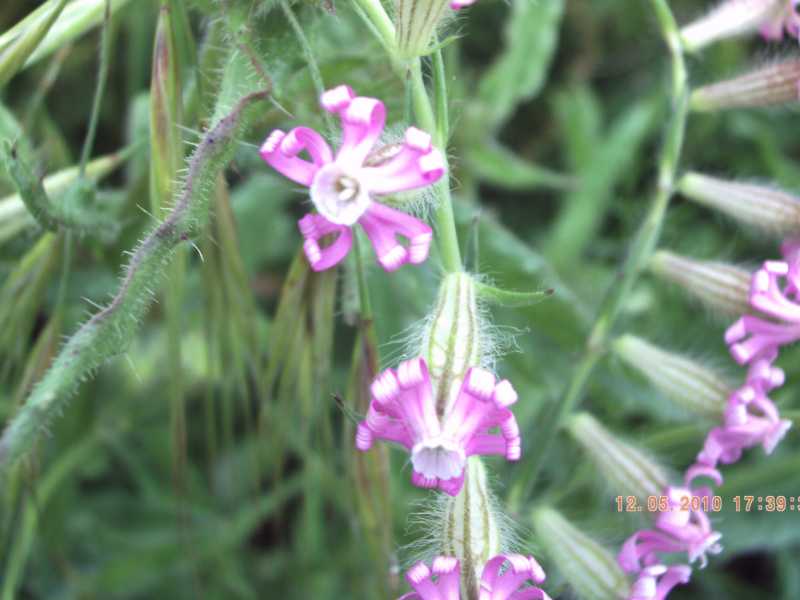 Silene bellidifolia / Silene ispida